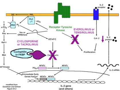 tacrolimus